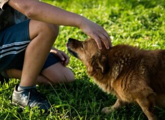 Rules of Thumb for Local Dog Walkers Businesses: How to Stay Safe and Grow Your Community