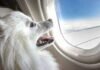 Pets on Planes Australia Find The April News!