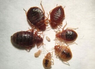 How Do I Prevent Spreading Bed Bugs to Others?
