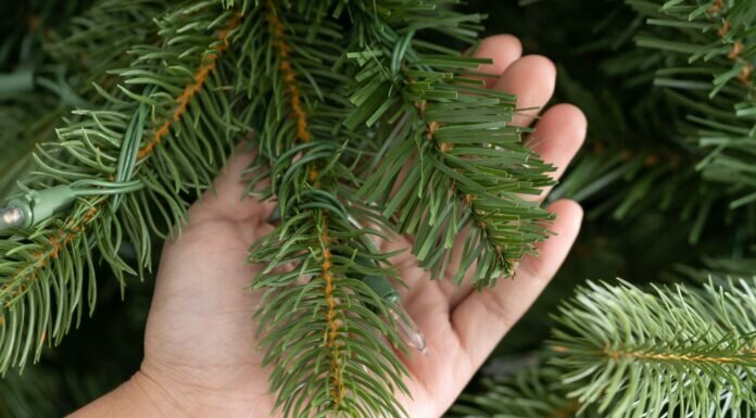 Christmastreeusa Oct 2022 Reviews - Know If It Is A Legit One!