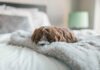 Top 10 Home Renovation Gifts for the Holidays