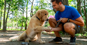 How Do The Dog Trainers In Jacksonville Train Various Dogs?